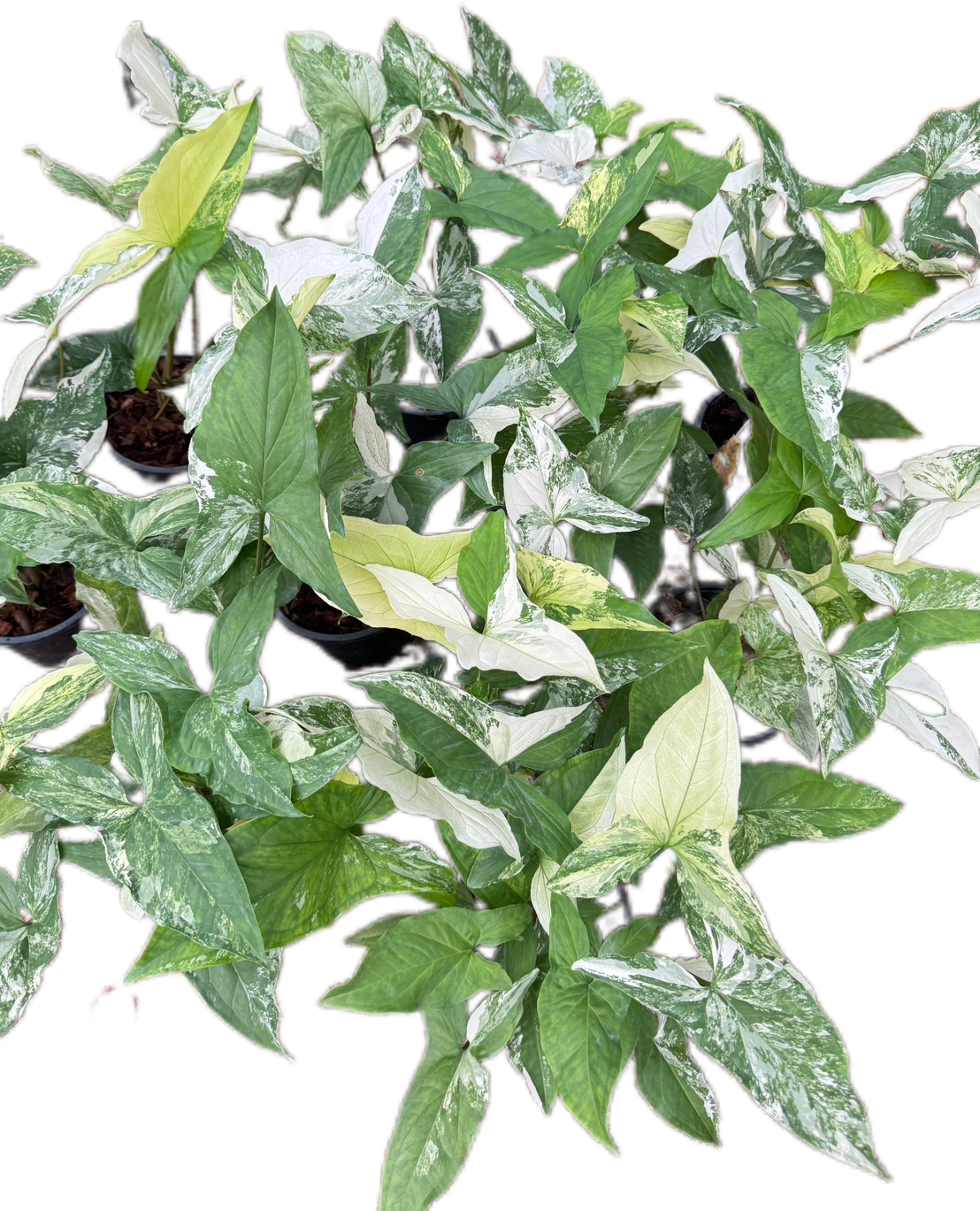 Syngonium Albo Variegated - Wholesale Set of 10 Plants