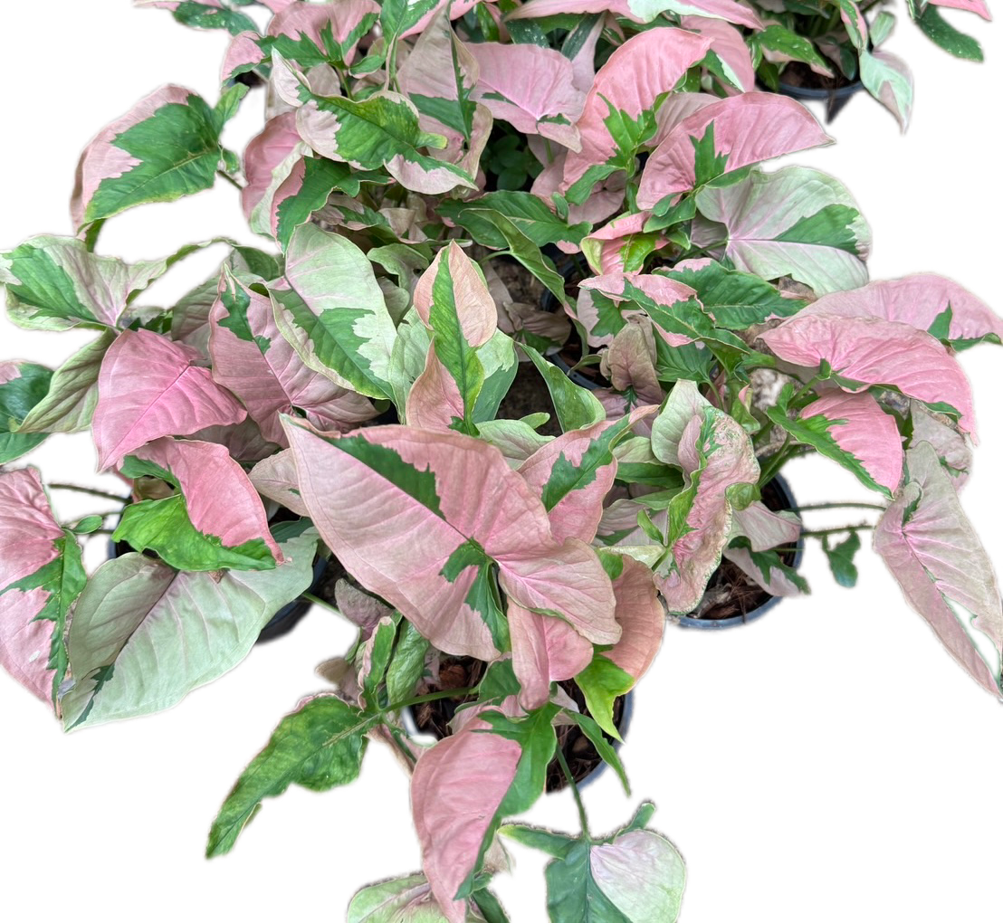 Syngonium Pink Lava - Wholesale Set of 10 Plants