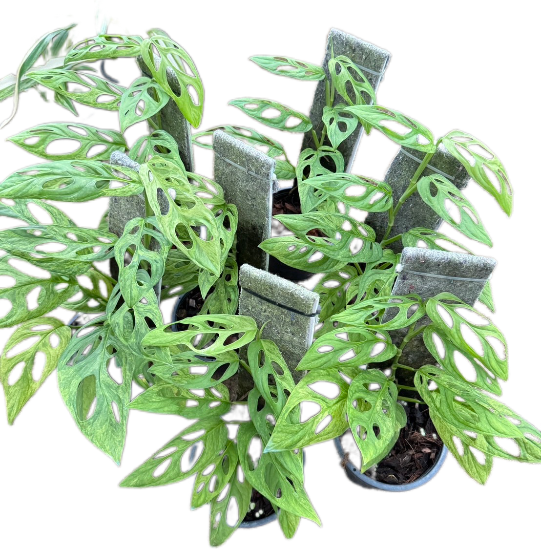 Monstera Adansonii Mint (Indo) - Wholesale Set of 10 Plants