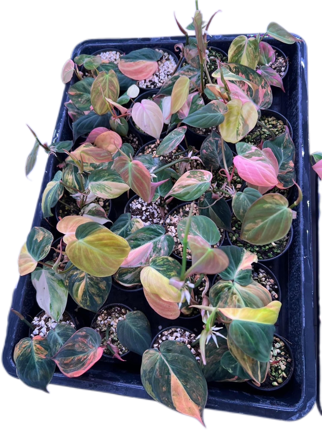 Philodendron Pink Micans Variegated - Wholesale Set of 10 Plants