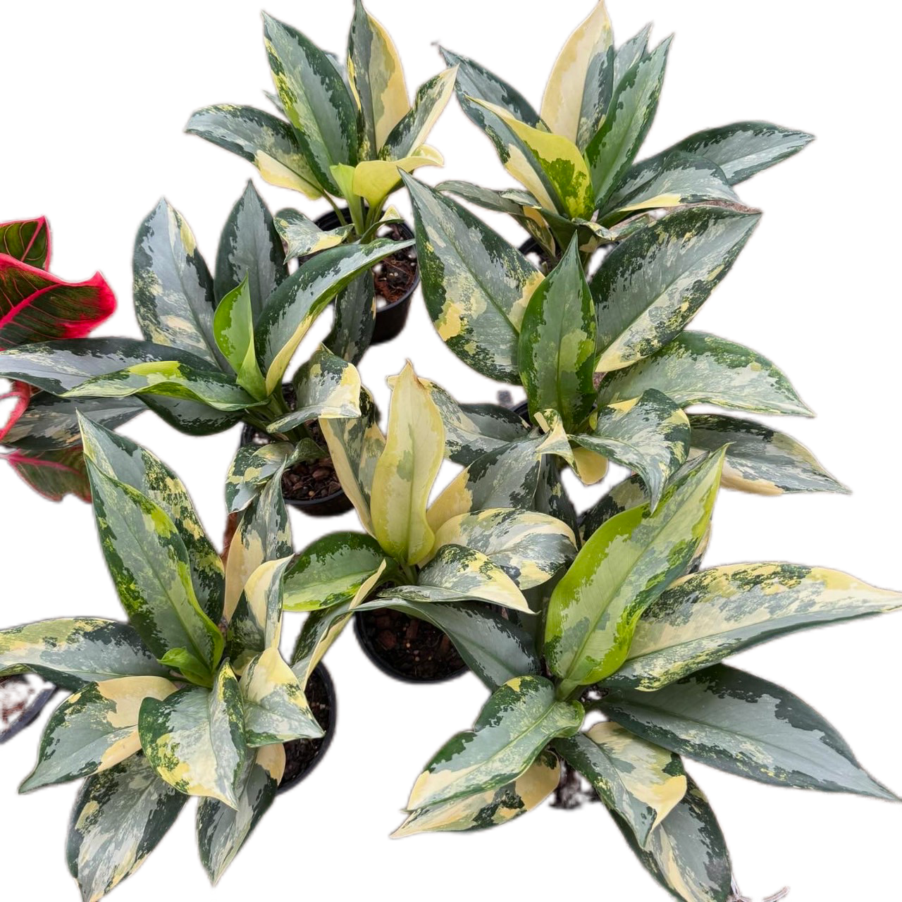 Aglaonema Suvarnabhumi Variegated (Set of 10 Plants)