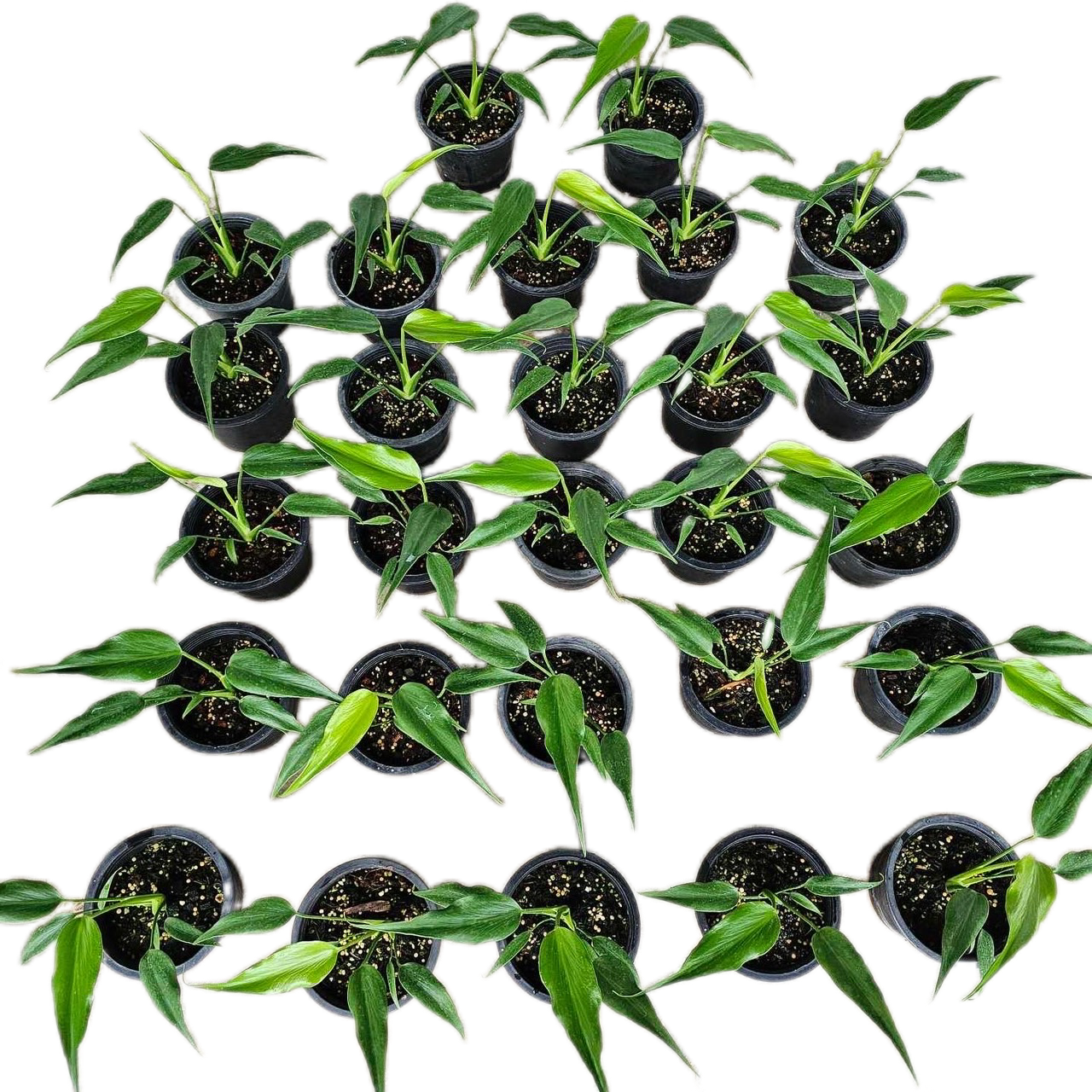 Monstera Burle Flame small - Set of 5 Plants