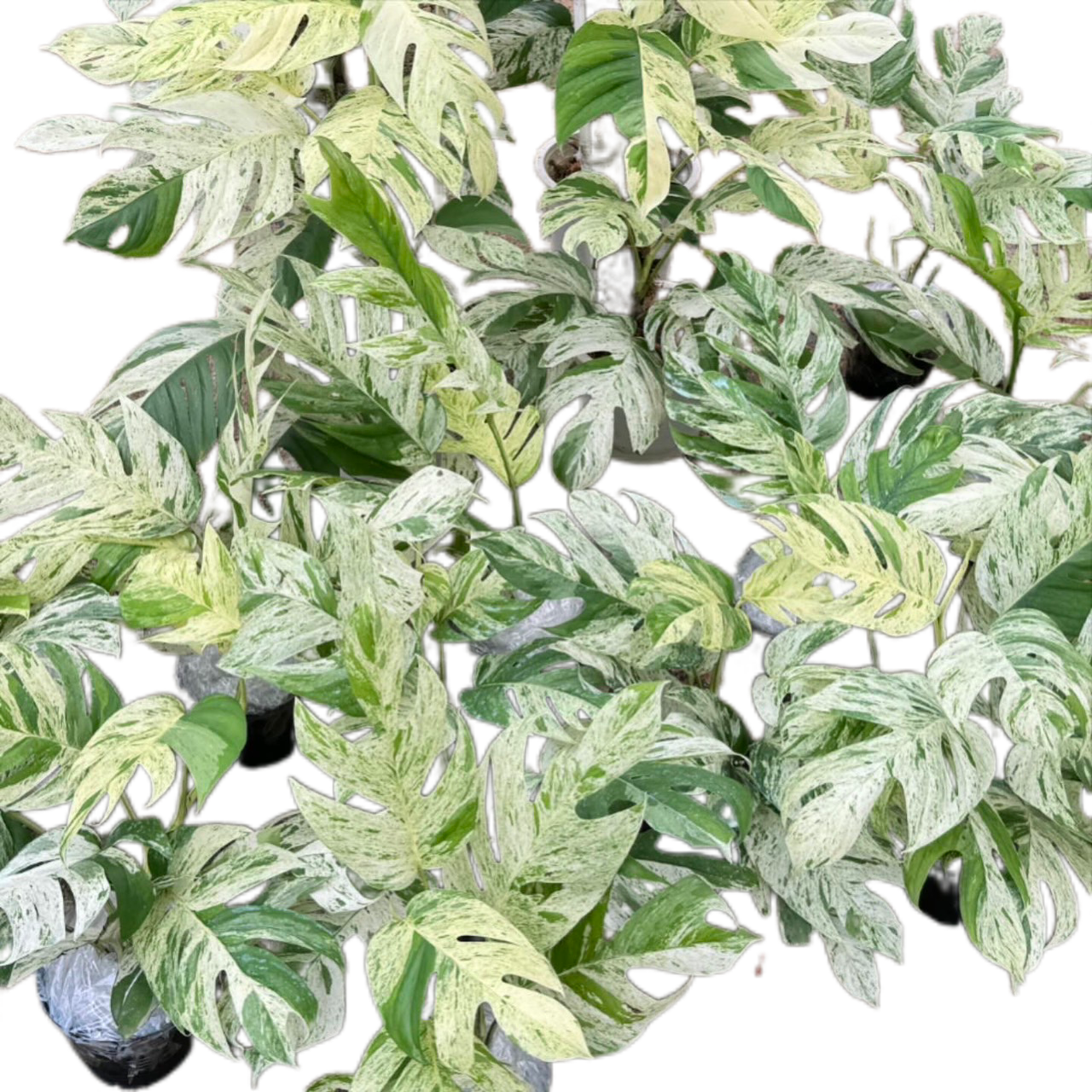Epipremnum Pinnatum Marble Variegated - Set of 10 Plants