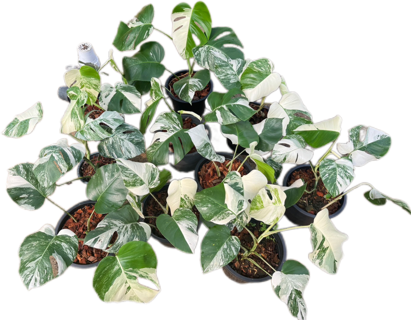 Monstera Albo Variegated - Set of 10 Plants