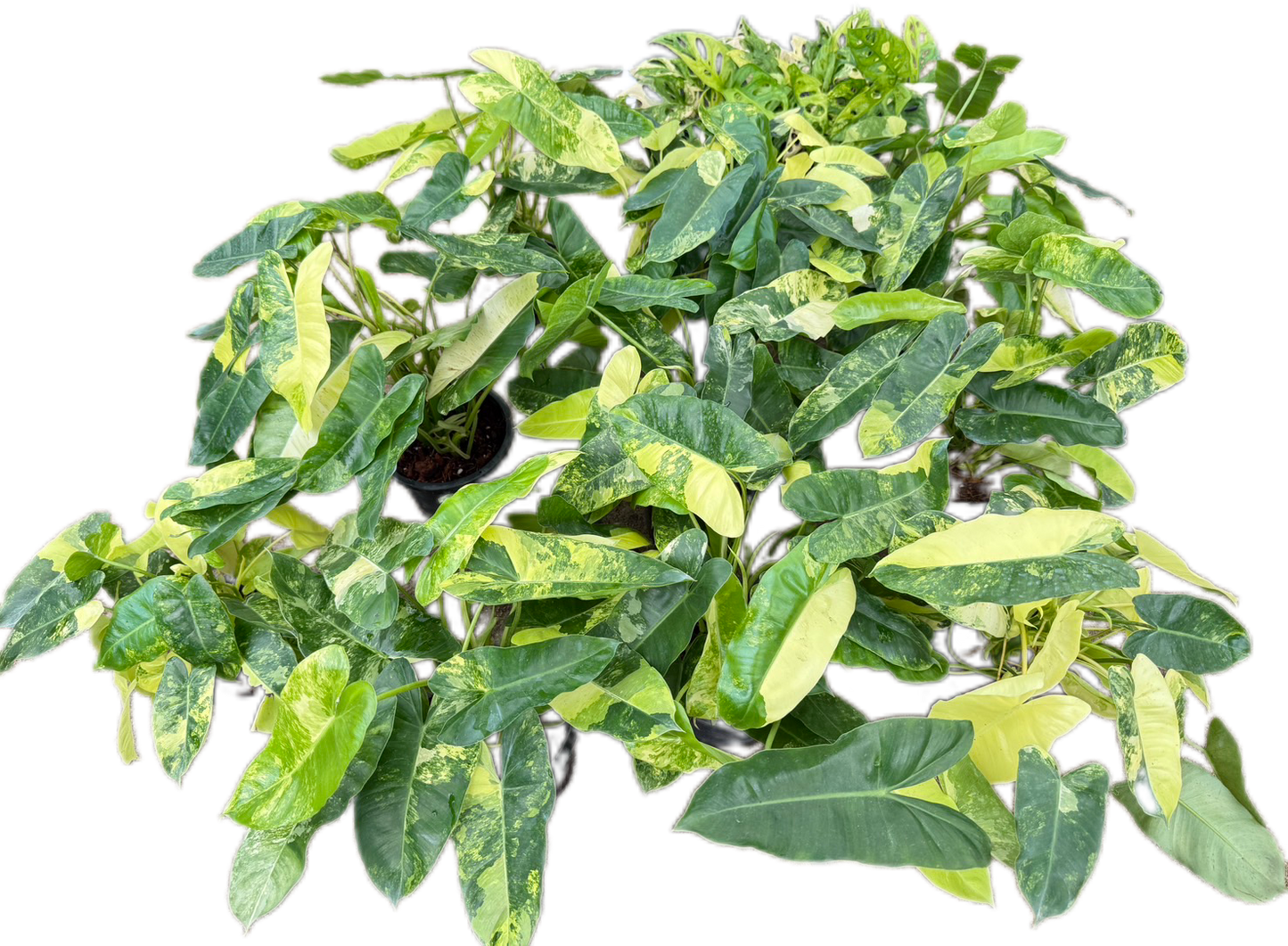 Philodendron Burle Marx Variegated - Set of 10 Plants