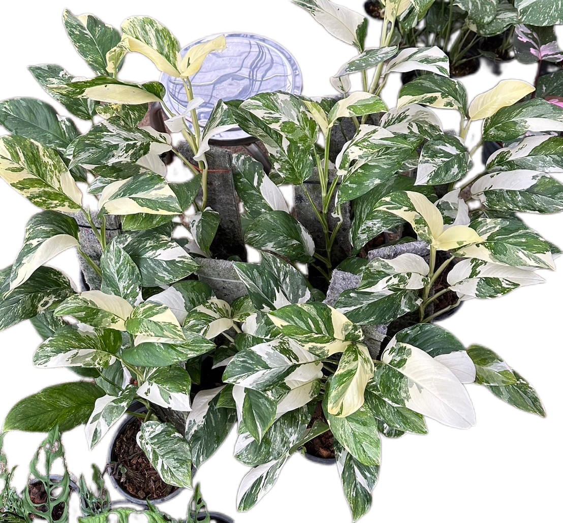 Monstera Lechleriana Albo Variegated - Set of 10 Plants