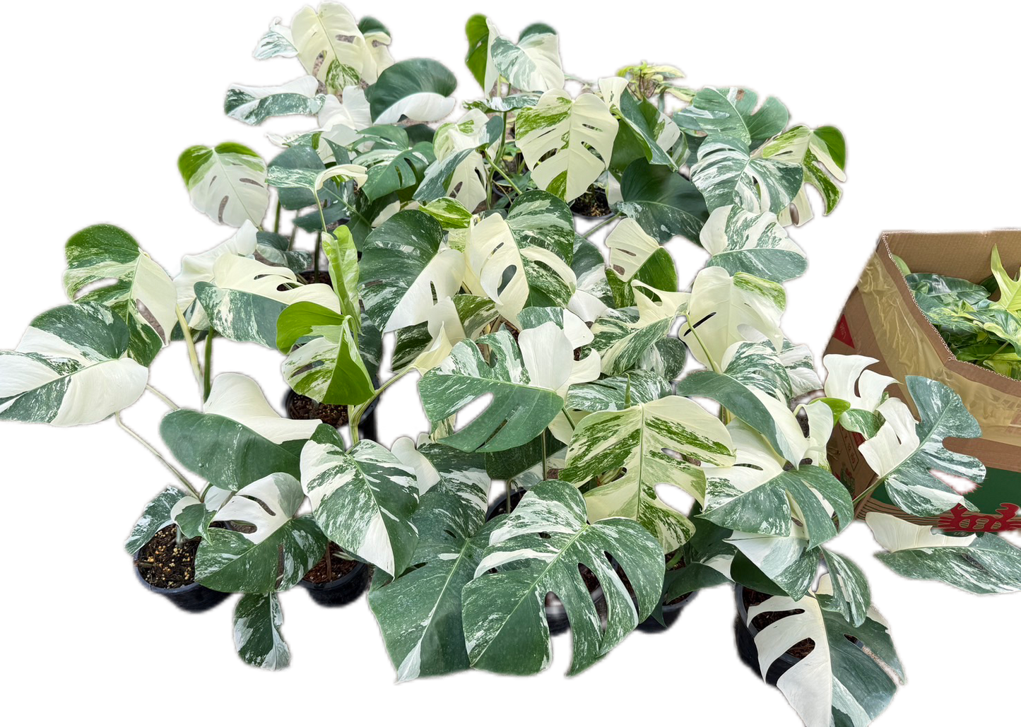Monstera Borsigiana Albo Variegated - Set of 10 Plants