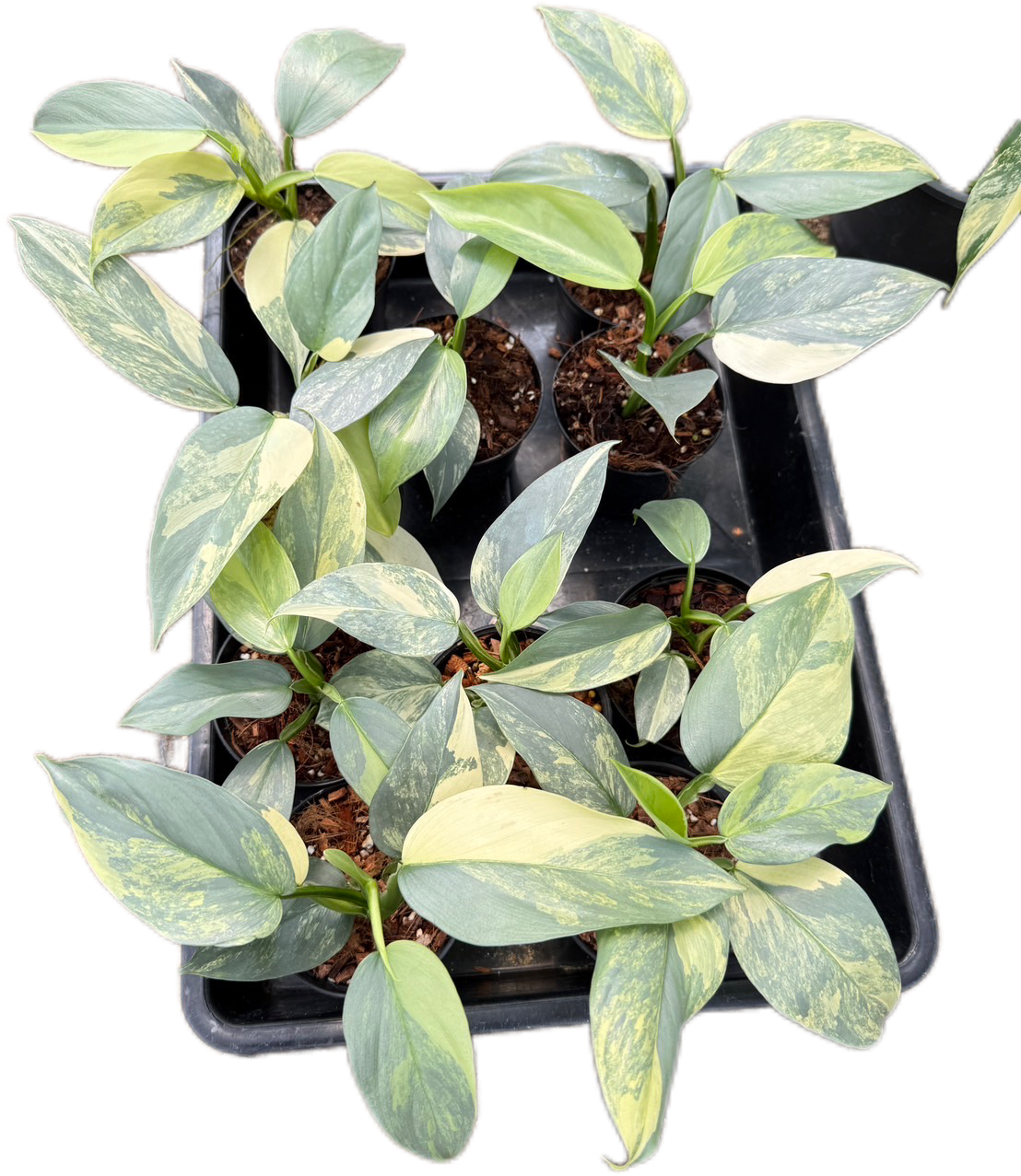 Philodendron Hastatum Silver Sword Variegated - Set of 10 Plants