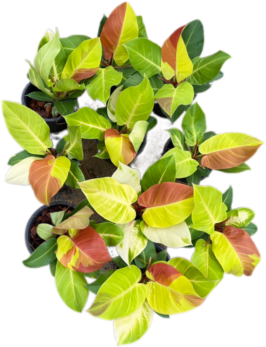 Philodendron Yellow Frame “Red Moon” - Set of 10 Plants