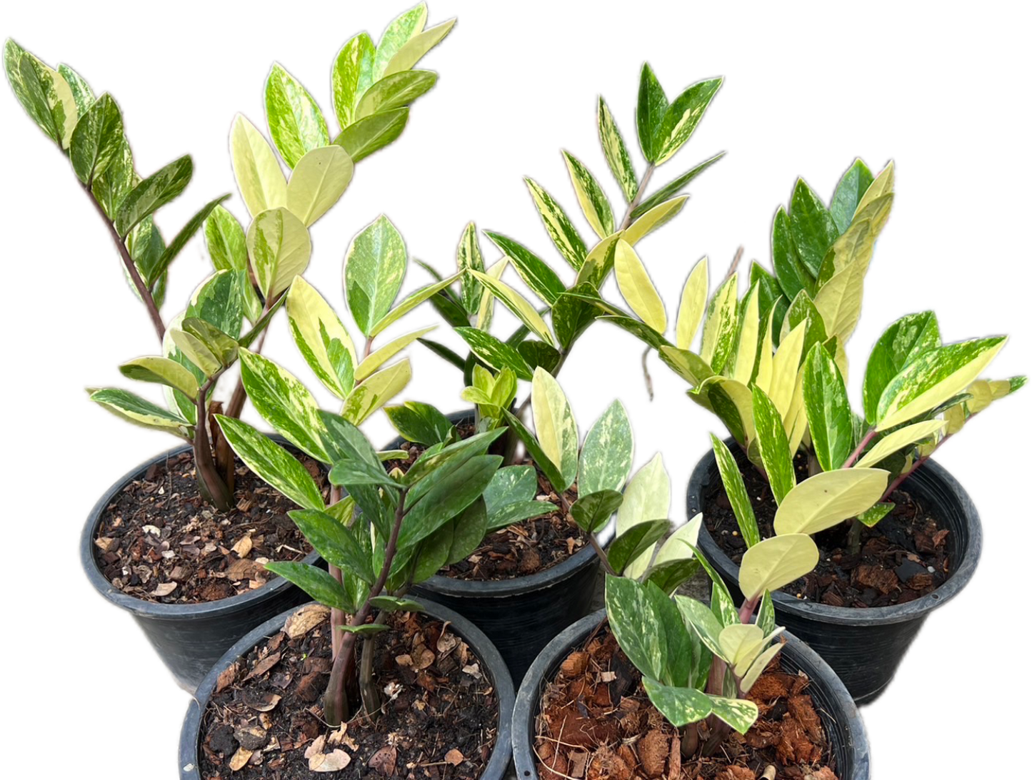 Zamioculcas Zamiifolia Variegated - Set of 10 Plants