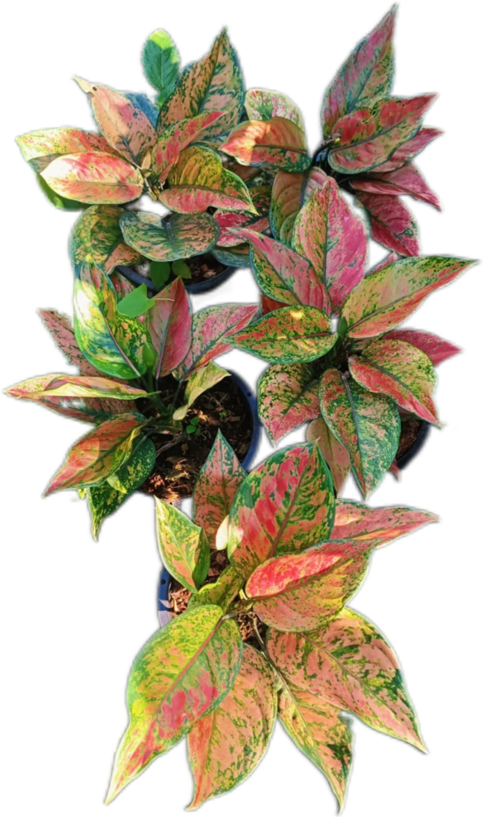 Aglaonema “Heng Heng” - Set of 10 Plants