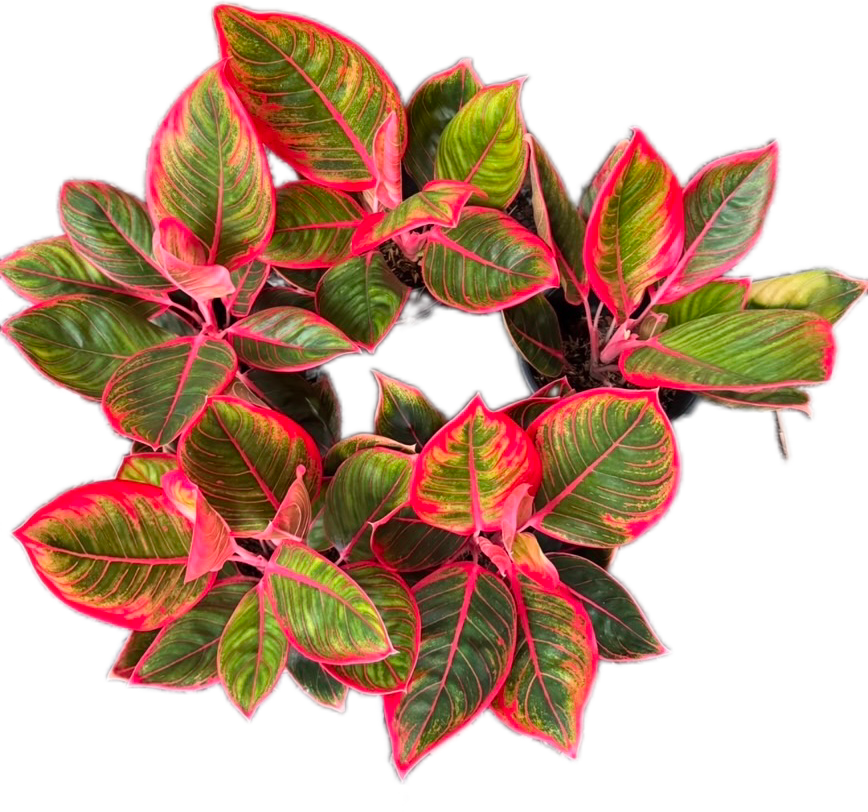 Set of 10 Aglaonema “Kanza” - Perfect for Collectors