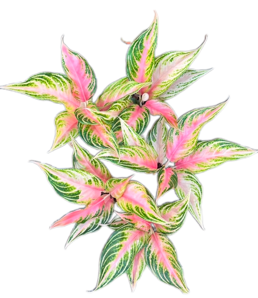 Aglaonema “Sunset” – Set of 10 Plants