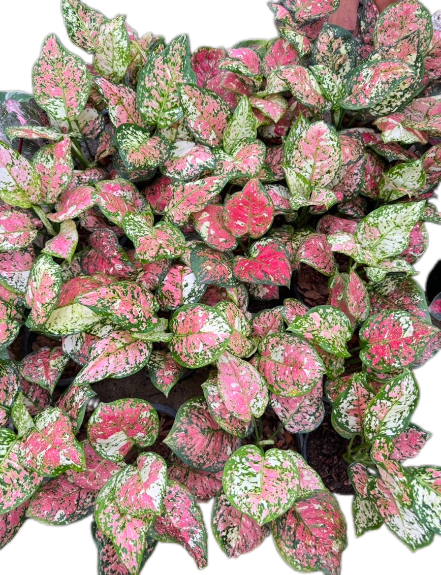 Aglaonema Tricolor “Anyamanee” – Set of 10 Plants