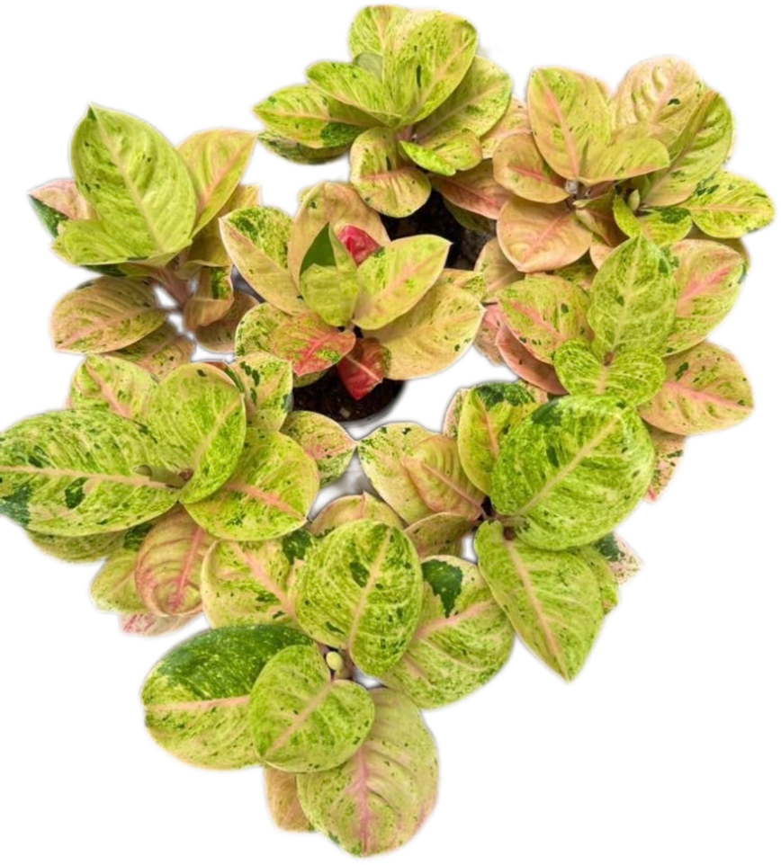 Aglaonema “Kamraithong” – Set of 10 Plants