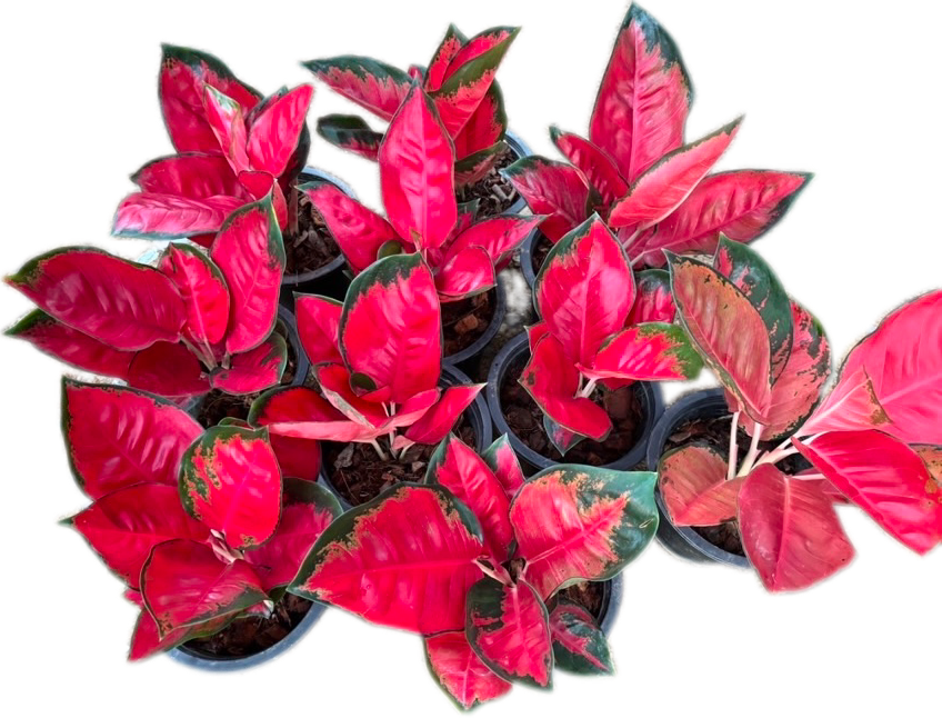Aglaonema “Suksomjai” – Set of 10 Plants
