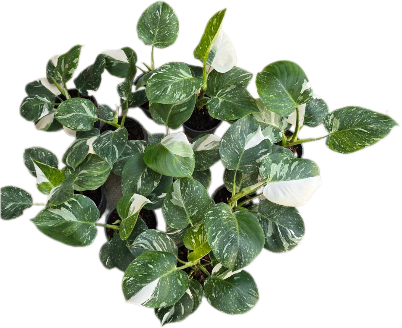 Philodendron White wizard marble Variegated - Wholesale Set of 10 Plants
