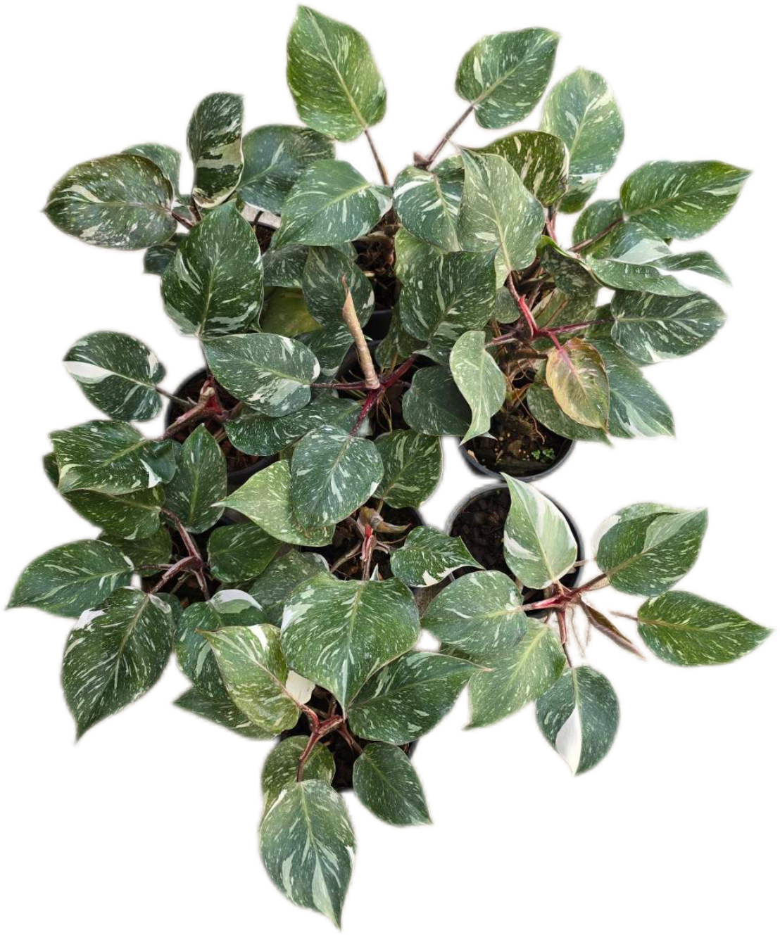 Philodendron White knight marble Variegated - Wholesale Set of 10 Plants