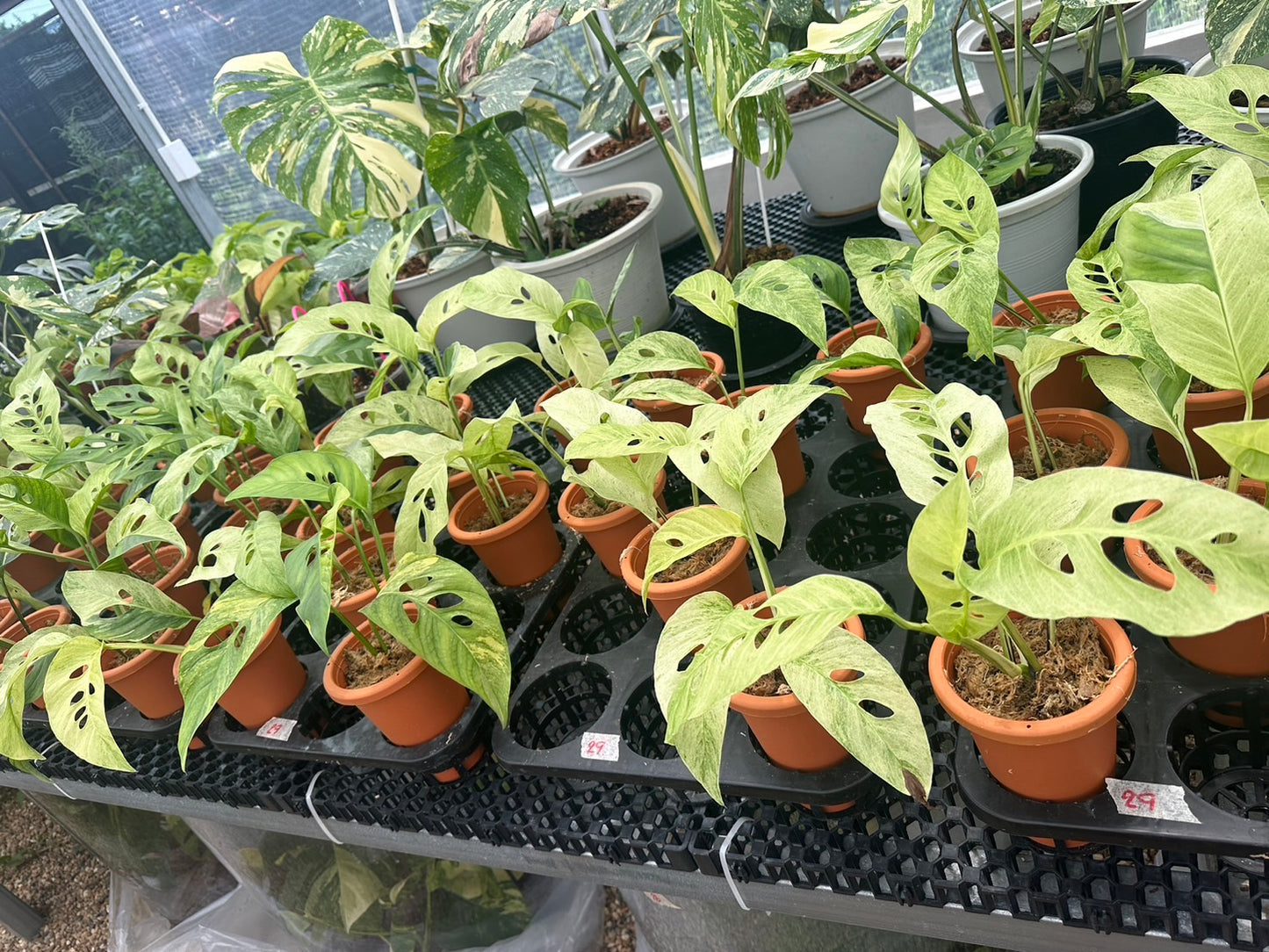 Monstera laniata mint variegated - Wholesale Set of 10 Plants