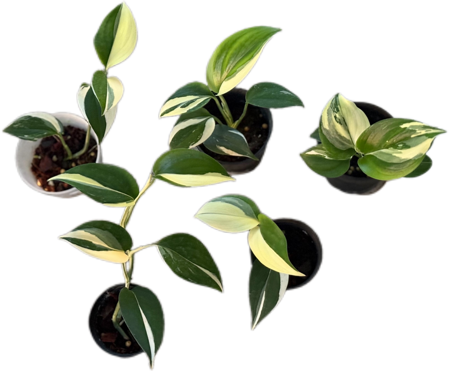 Scindapsus blue albo Variegated - Set of 10 Plants