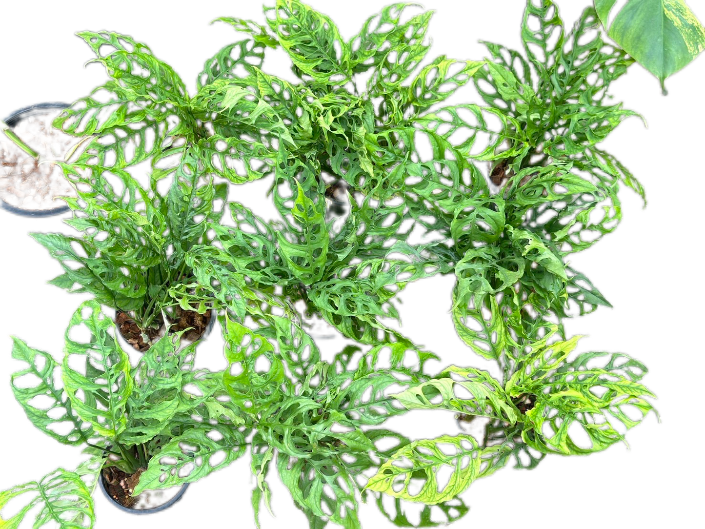 Monstera obligua peru - Wholesale Set of 10 Plants