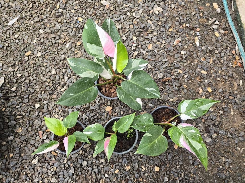 Philodendron white princess with pink Variegated - Wholesale Bundle (Set of 5 Plants)