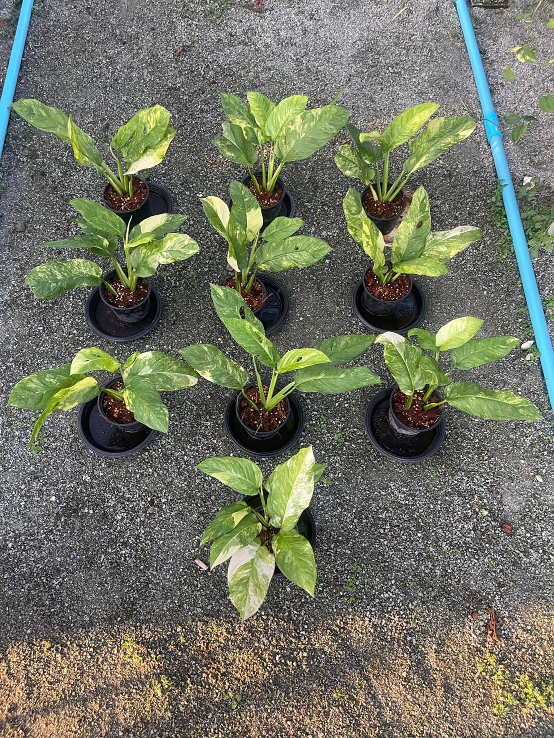 Monstera Obliqua Mayuna Variegated
- Wholesale Set of 10 Plants