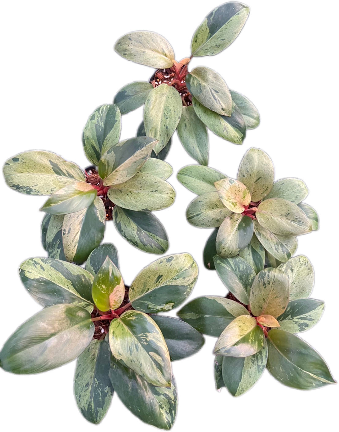 Philodendron red Congo dwarf - Wholesale Bundle (Set of 10 Plants)”