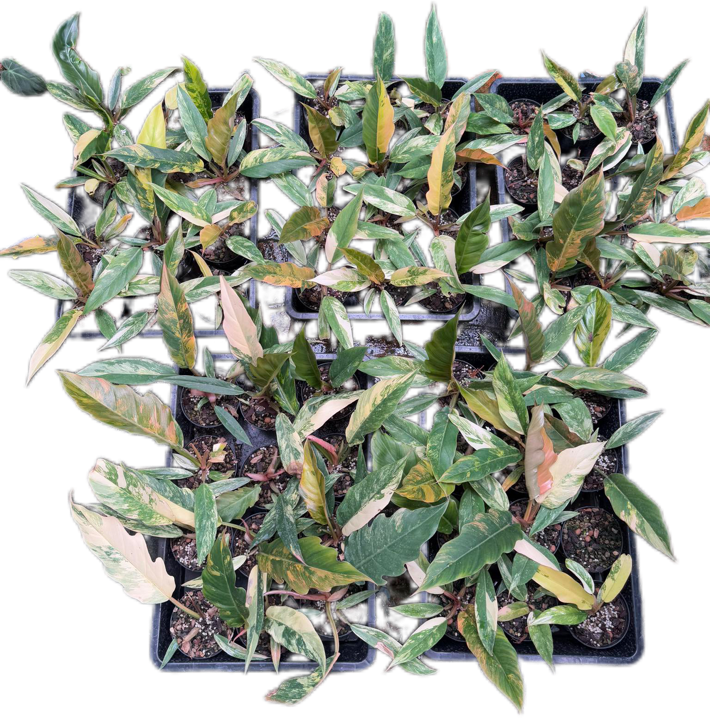 Philodendron caramel marble small – Set of 10 Plants