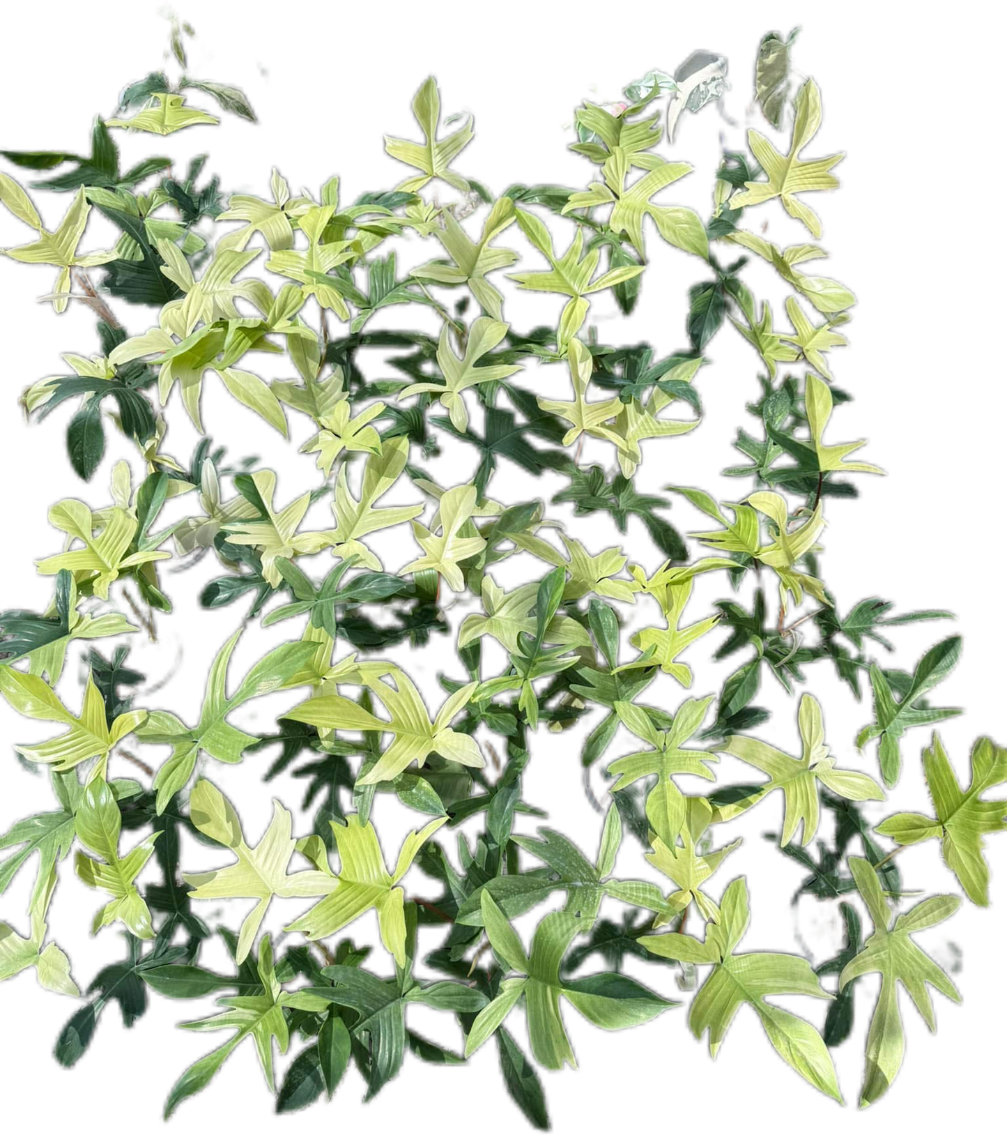 Philodendron Florida ghost mint - Wholesale Set of 10 Plants