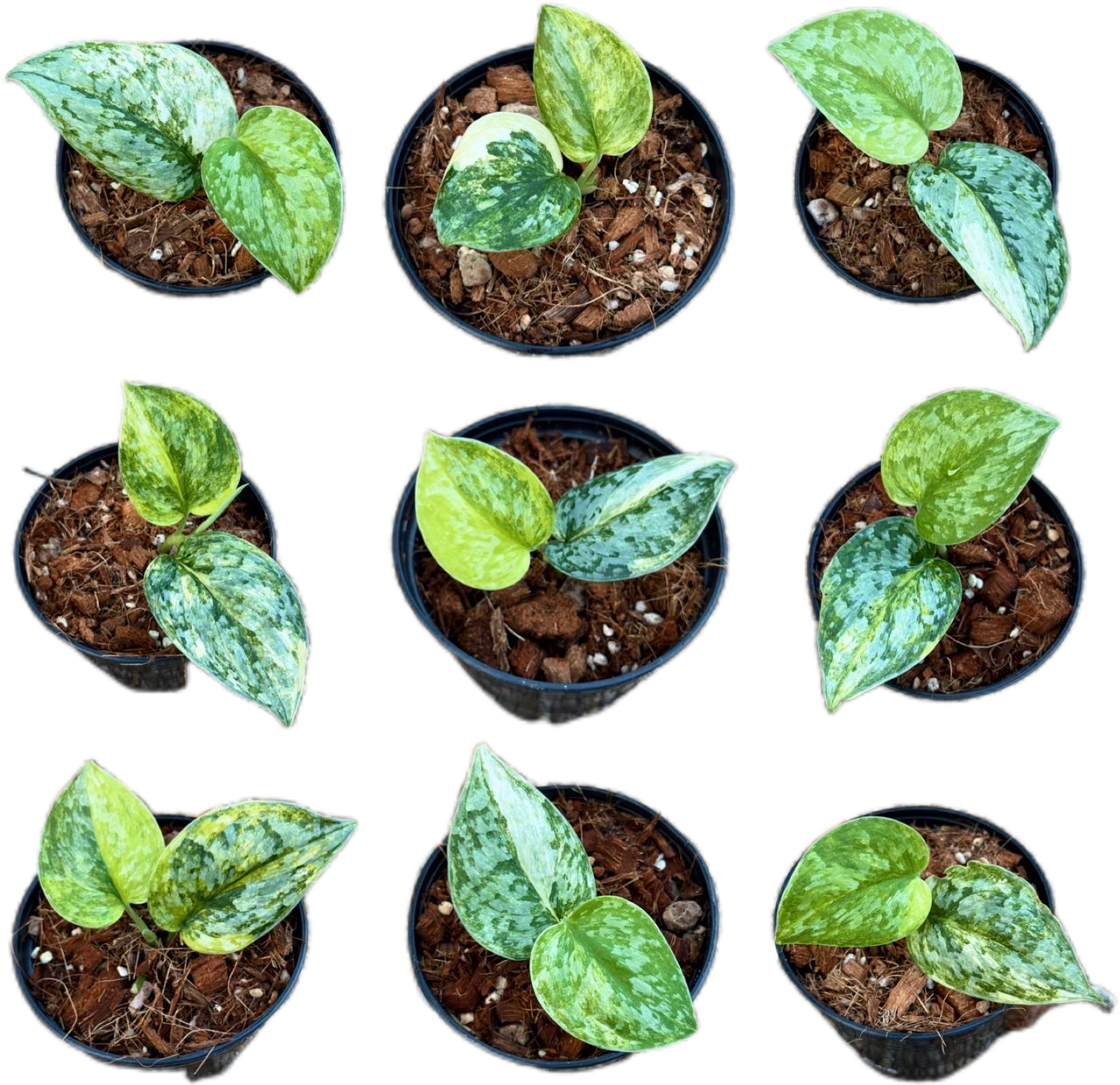 Scindapsus Guelis
- Set of 5 Plants