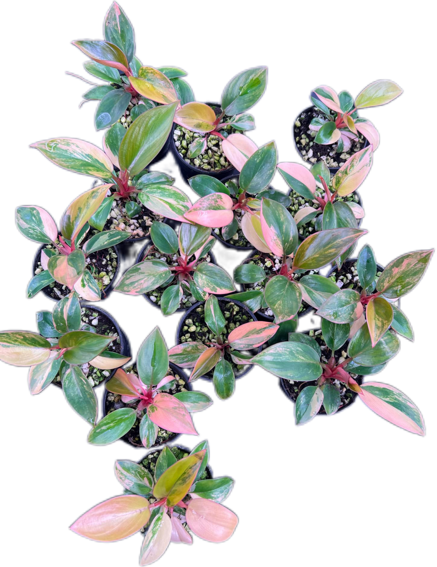 Philodendron red Congo variegated
small – Set of 10 Plants