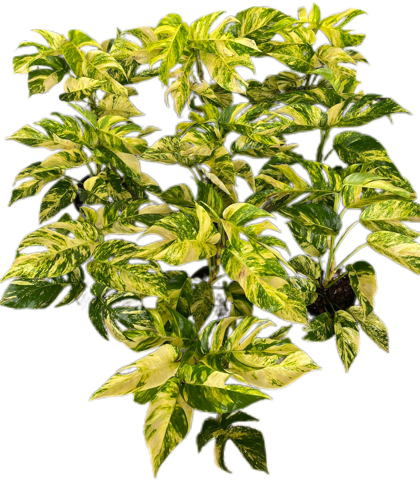 Epipremnum golden flame variegated - Set of 10 Plants
