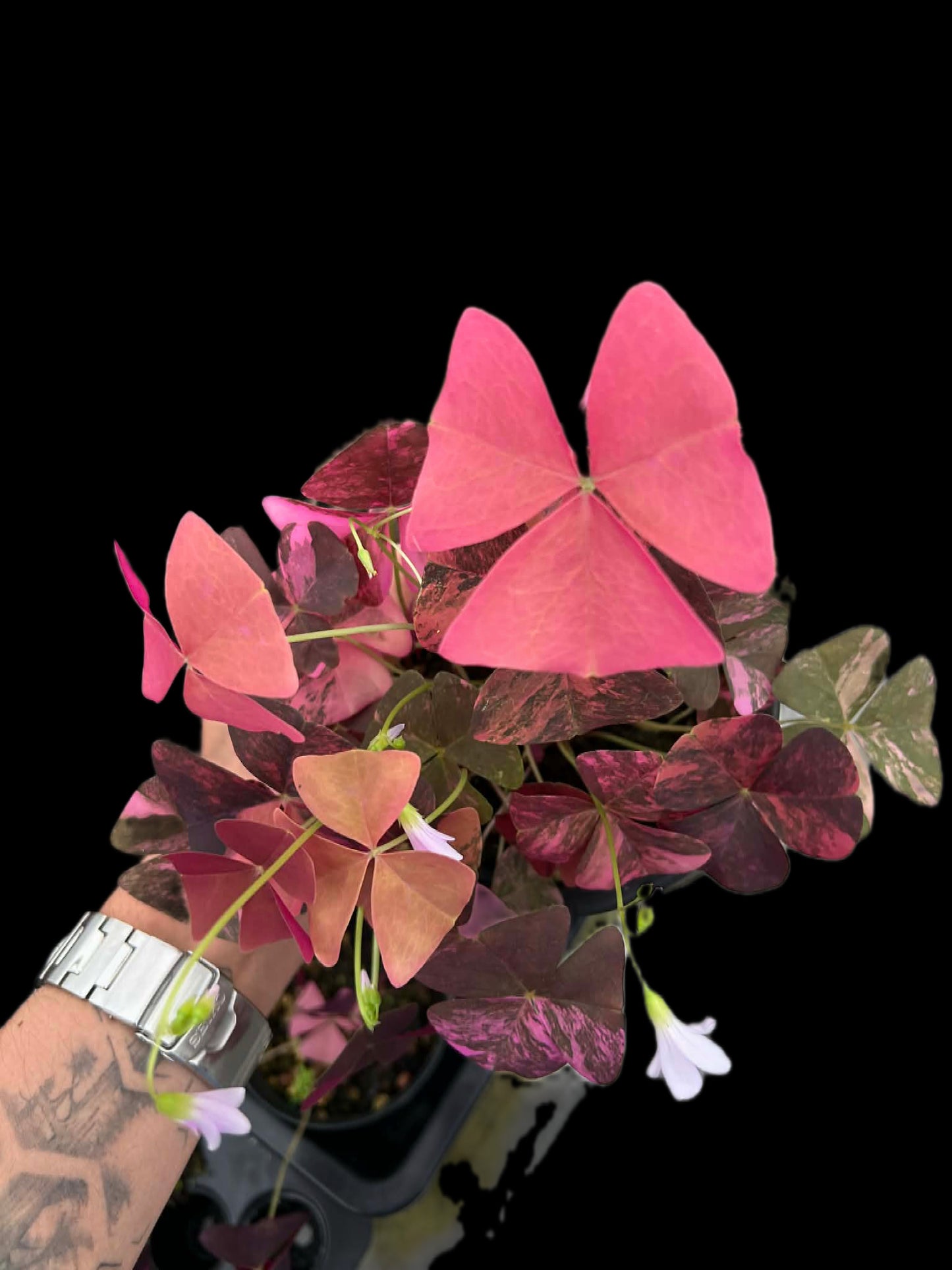 Oxalis Triangularis Variegated (1 plant)