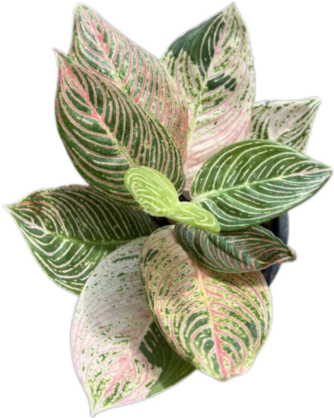 aglaonema golden hope