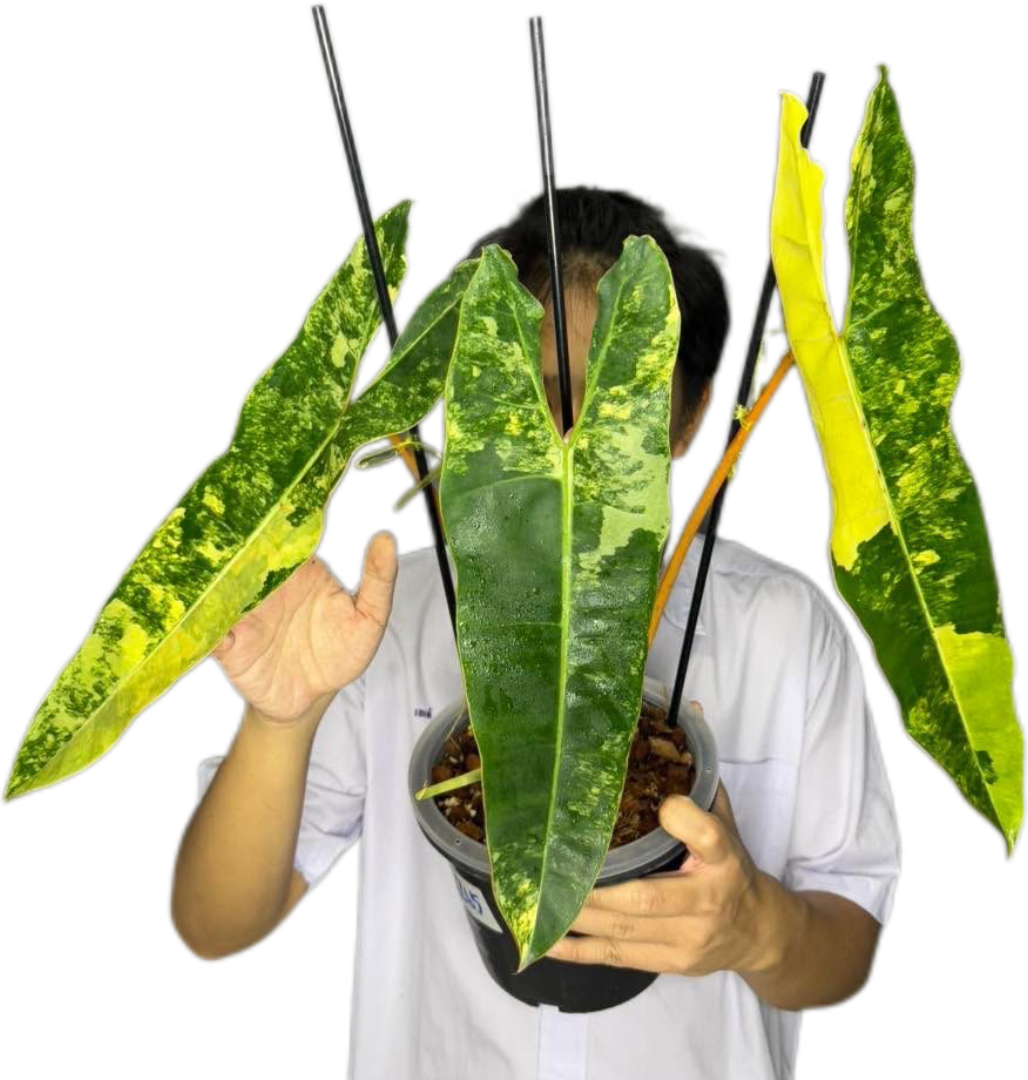 Philodendron billietae variegated(top cut 3 leaves rooted)