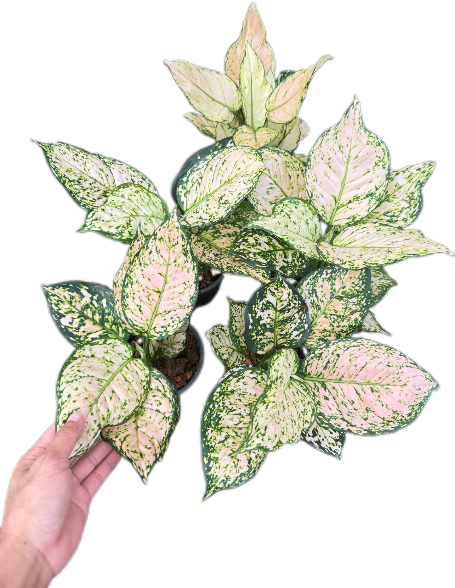 Aglaonema unyamaneechompoo -set 10 pcs