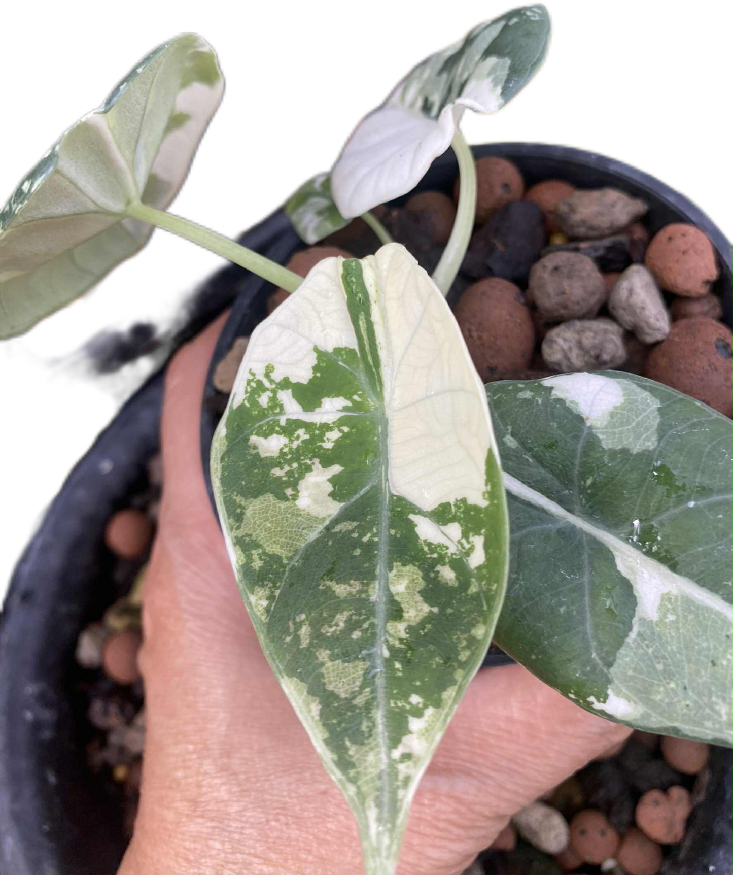 Alocasia maharani variegated(1 plant)