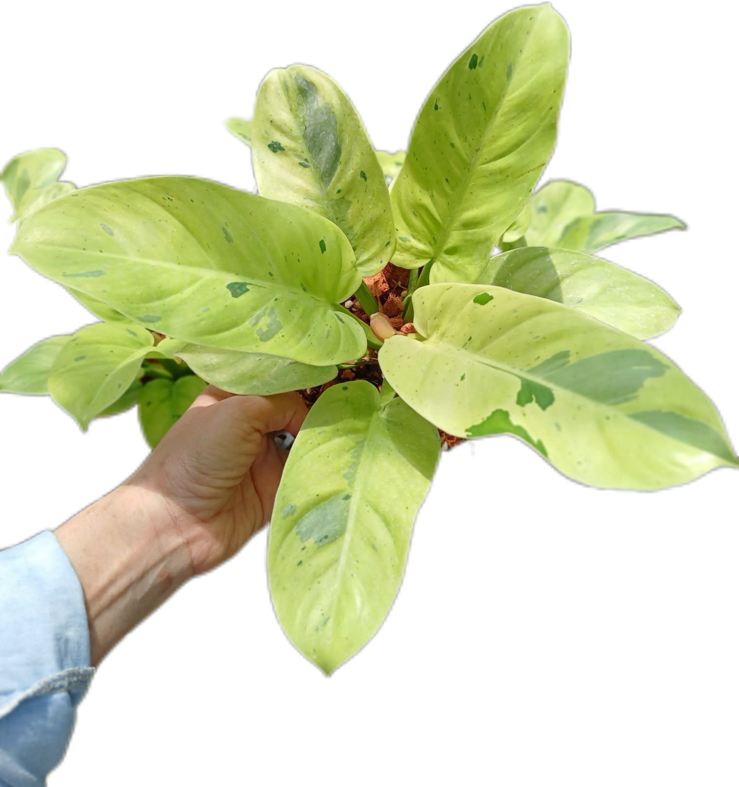 Philodendron ruaysab marble variegated set 5 pcs