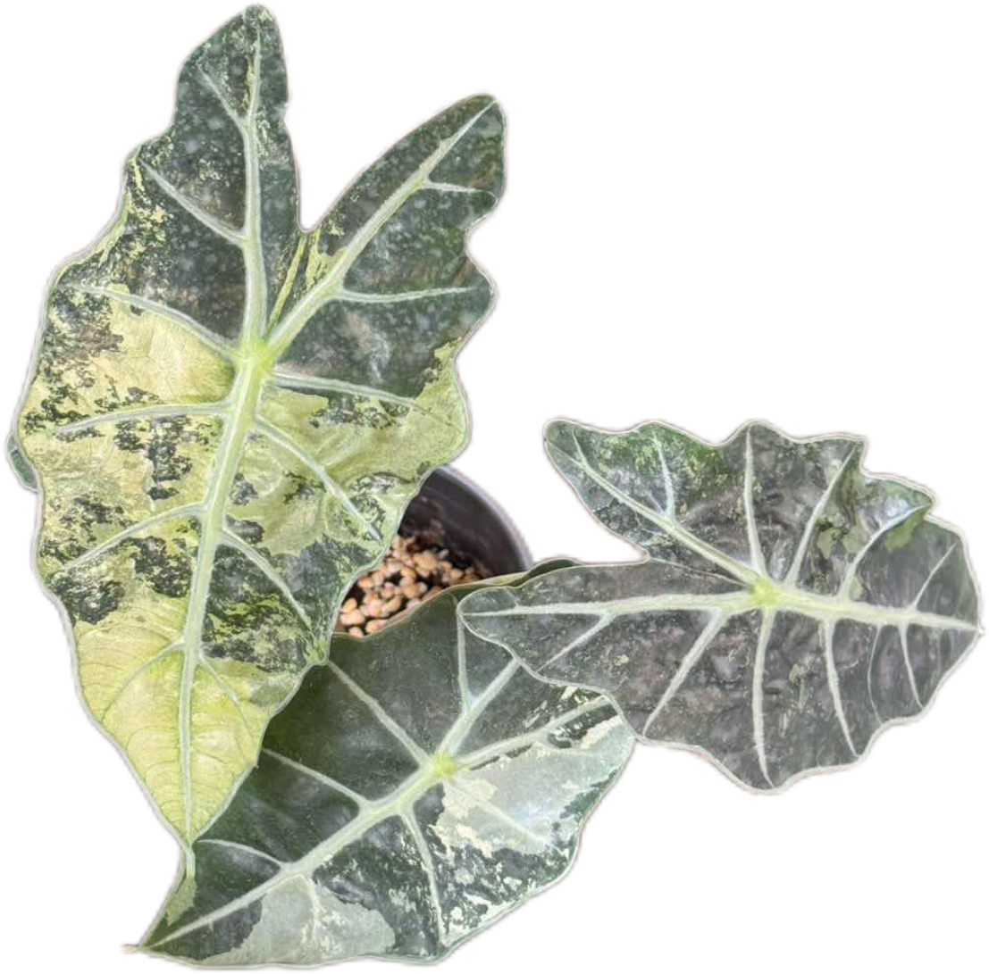 Alocasia Amezonica Albo - Set of 5 Plants