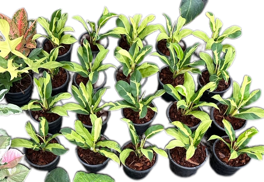 Philodendron Thai Sunrise Variegated
- Wholesale Set of 10 Plants