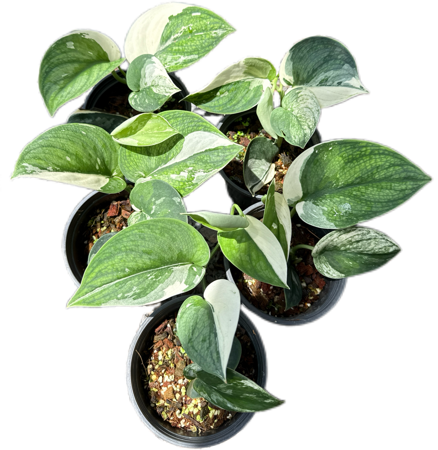 Scindapsus bunaken variegated
- Set of 5 Plants