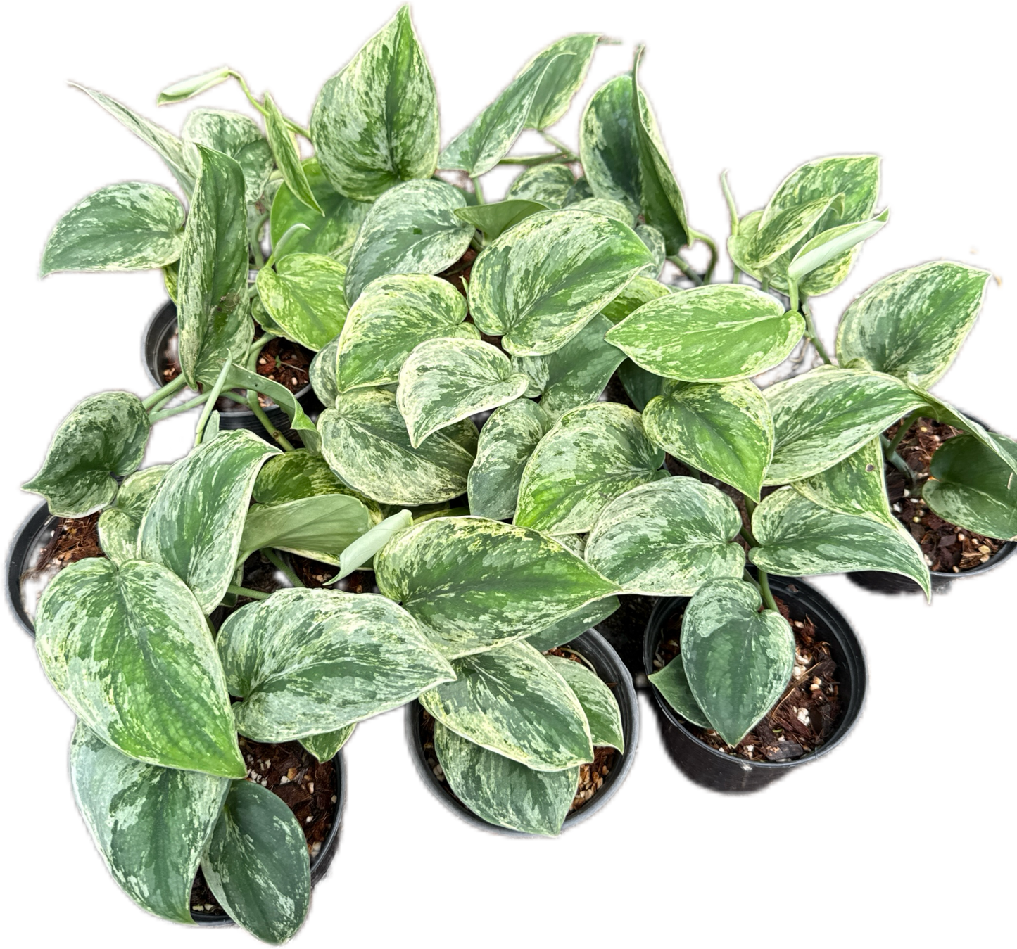 Scindapsus silver knight variegated
- Set of 5 Plants