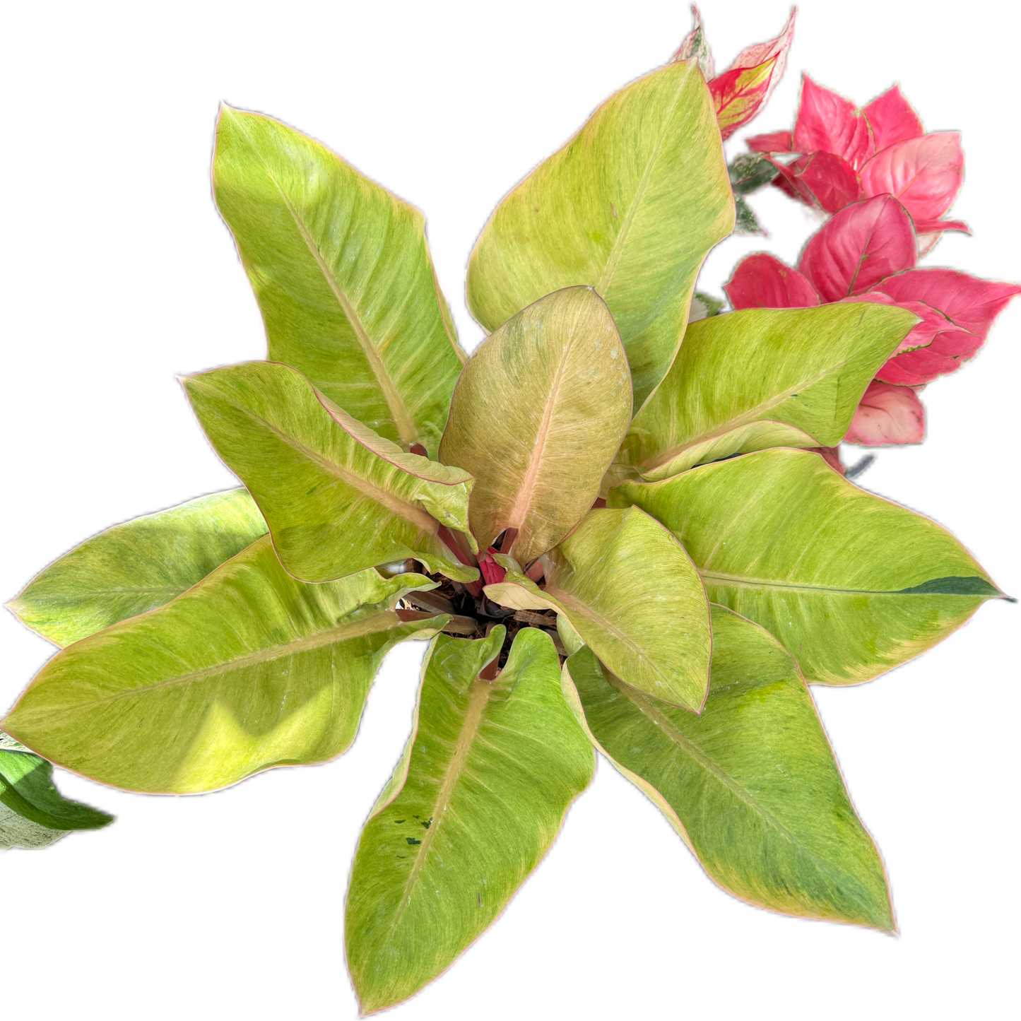Philodendron red Congo mint variegated( 1 plant)