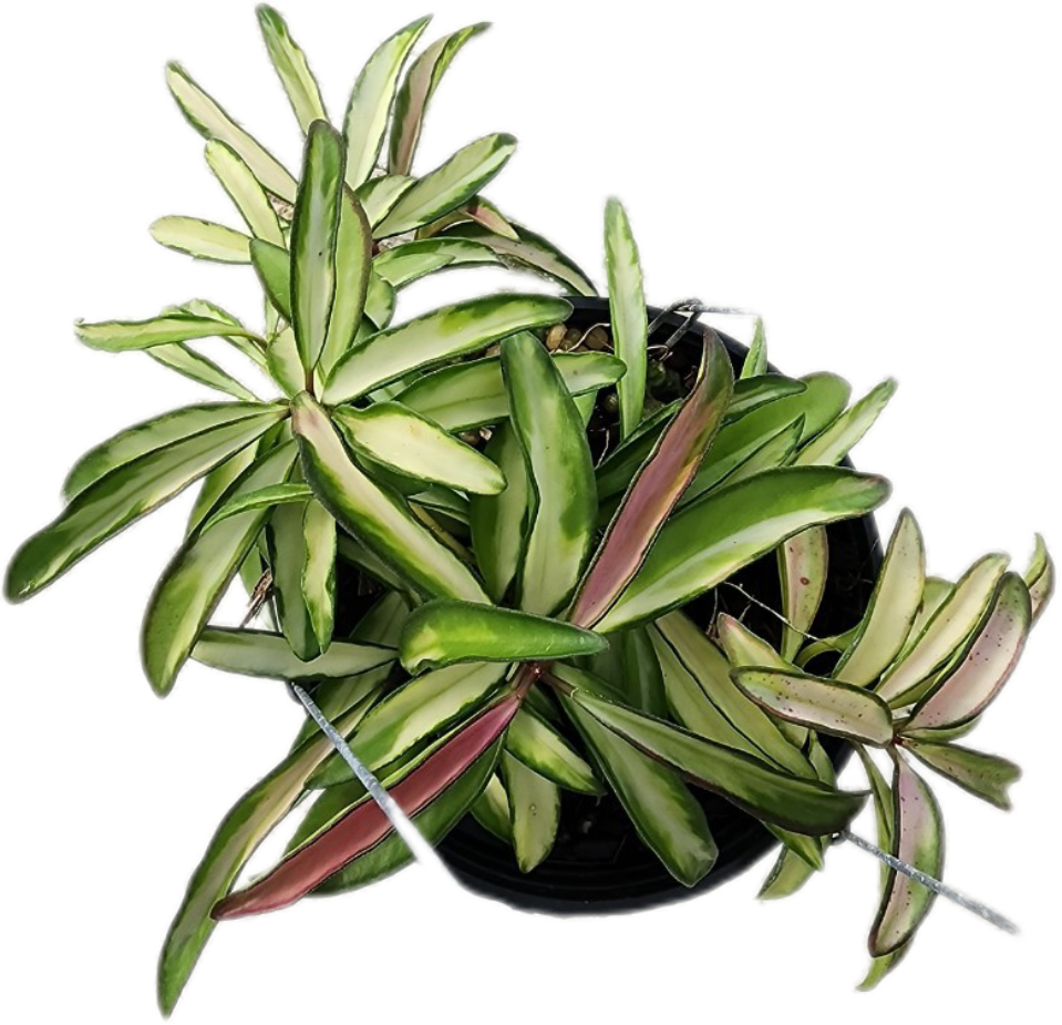 Hoya kentiana Variegated - Wholesale Bundle (Set of 5 Plants)