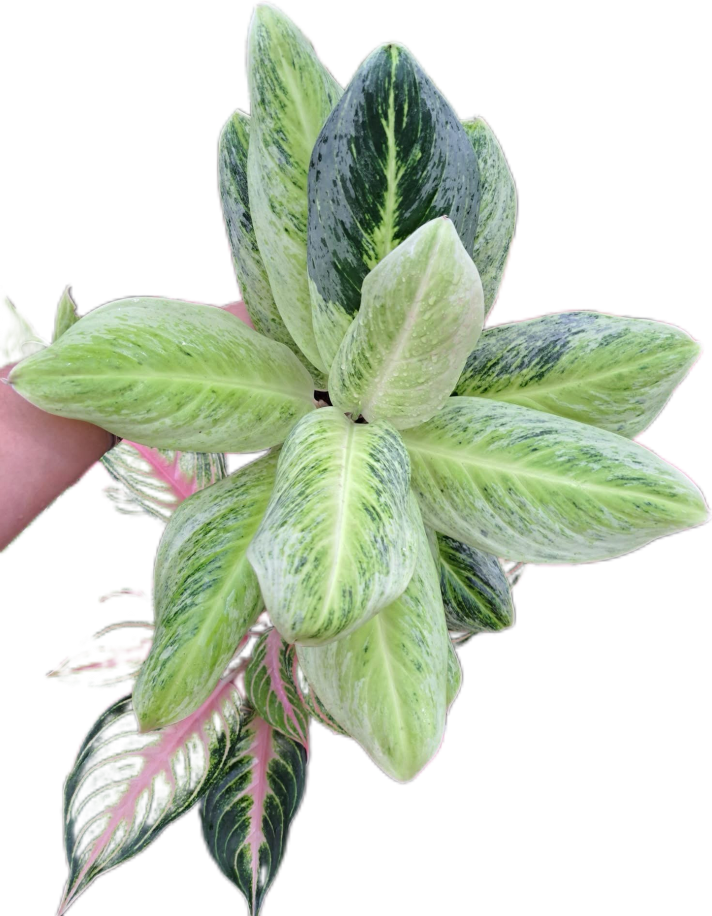Aglaonema somboonphoonsuk -set 5 pcs