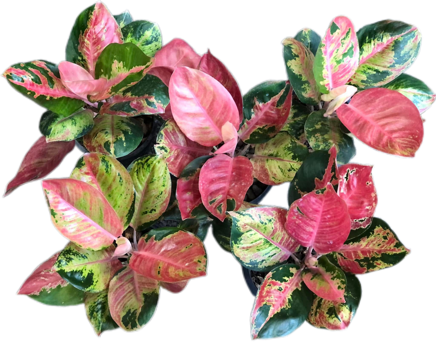 Aglaonema kitty Cochin -set 5 pcs