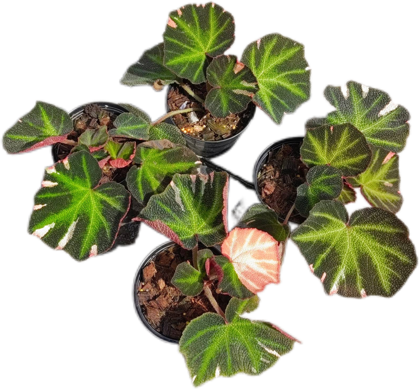 Begonia SoliMutata variegated– Set of 5 Plants