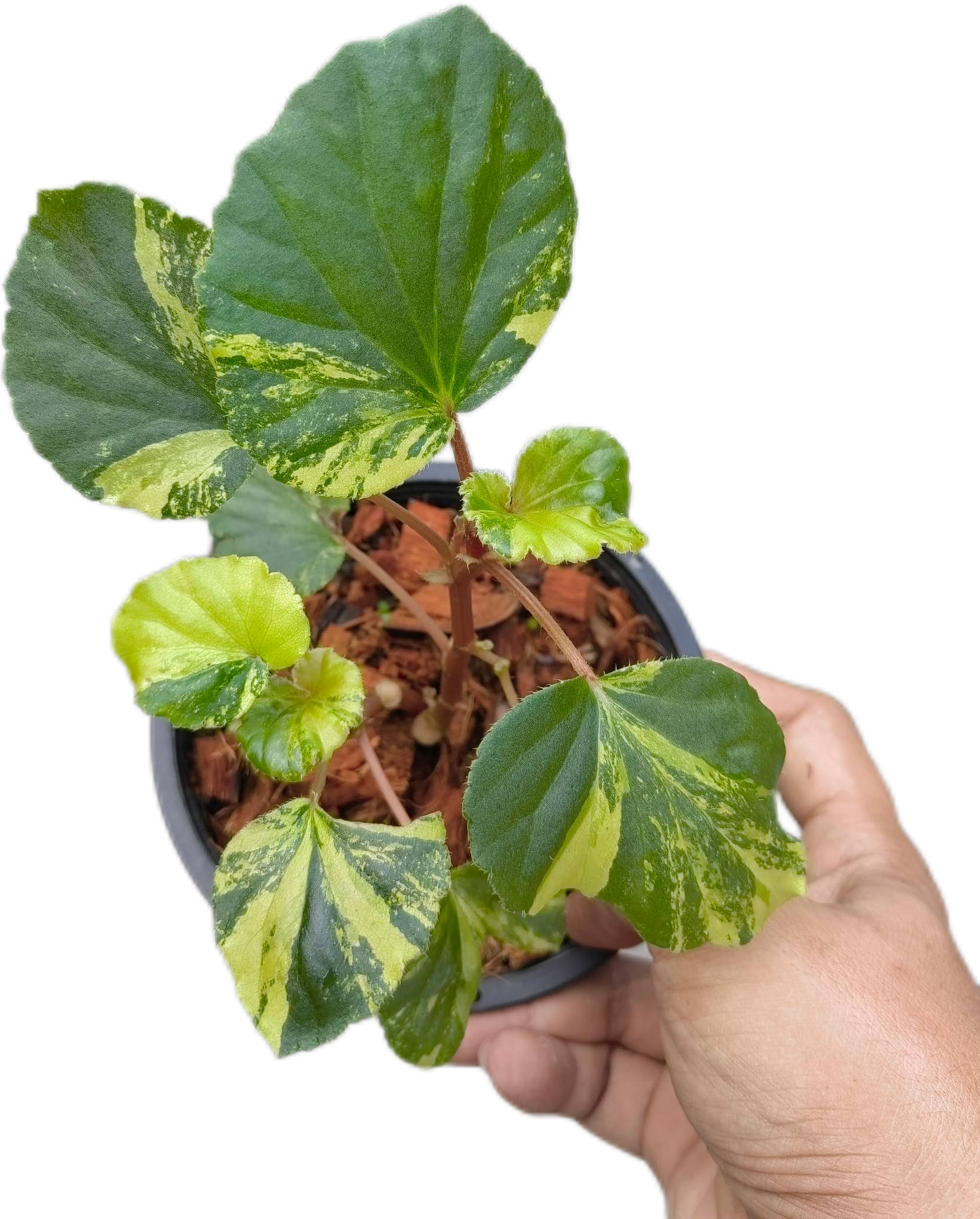 Begonia sp. Aurea variegated– Set of 5 Plants