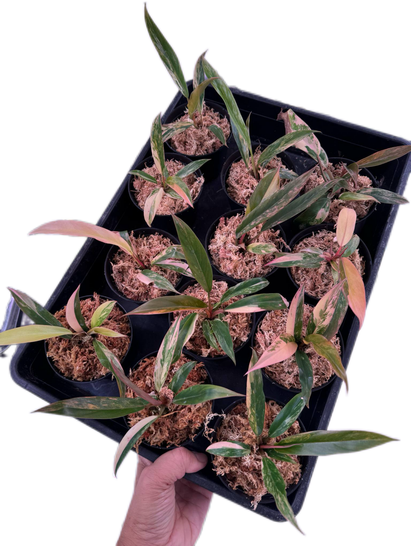 Philodendron caramel marble small – Set of 10 Plants